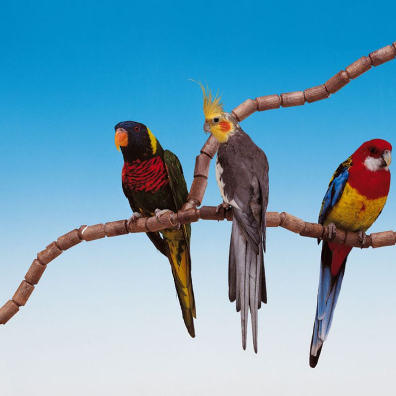 Flex Parrot Flexible Perch Stand 3 Flex Parrot Flexible Perch Stand